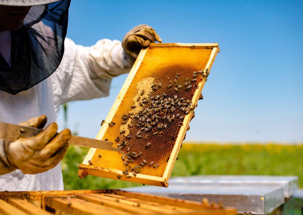 Beekeeping Essentials