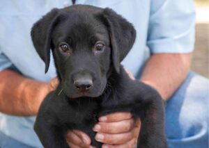 Canine Behavioral Training