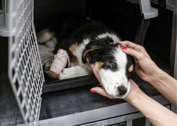 Certified Animal First Responder Course