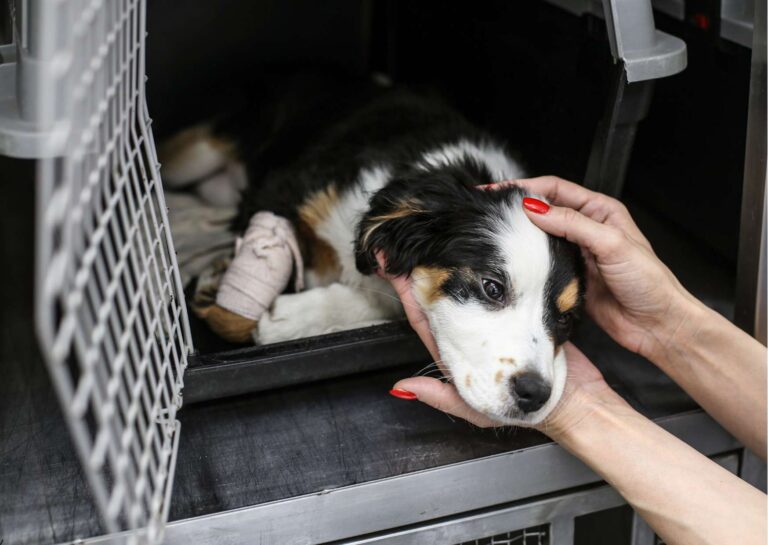 Certified Animal First Responder Course