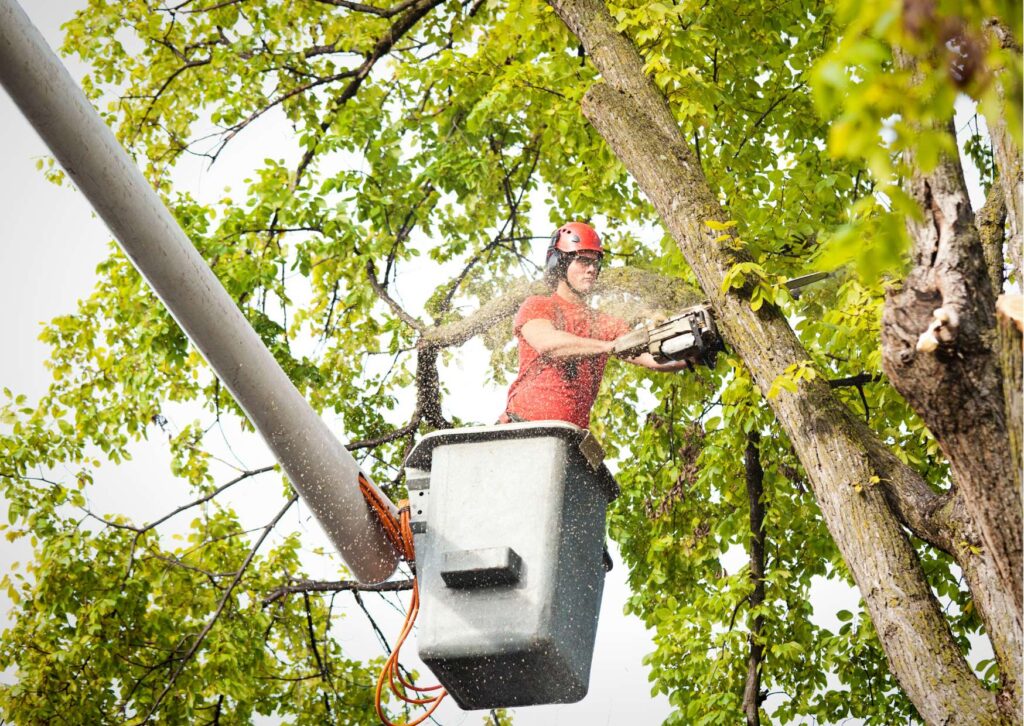 Confident Tree Trimming: Online Safety Protocol