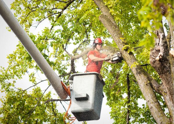 Confident Tree Trimming: Online Safety Protocol