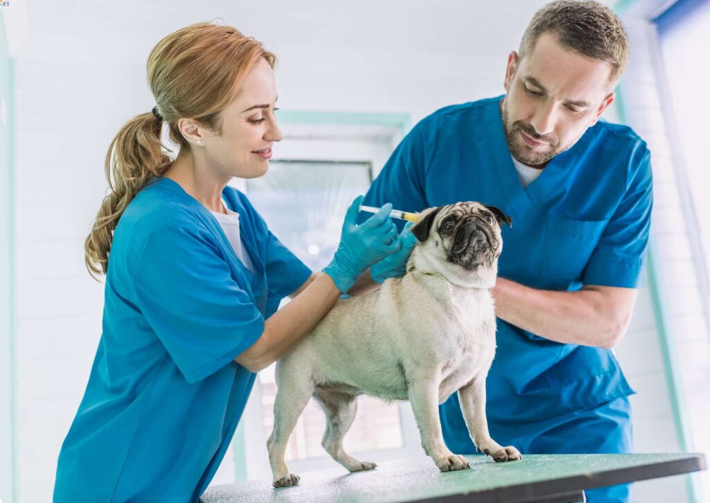 Veterinary Assistant Essentials