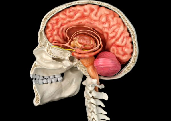 Anatomy and Physiology Level 3 Diploma