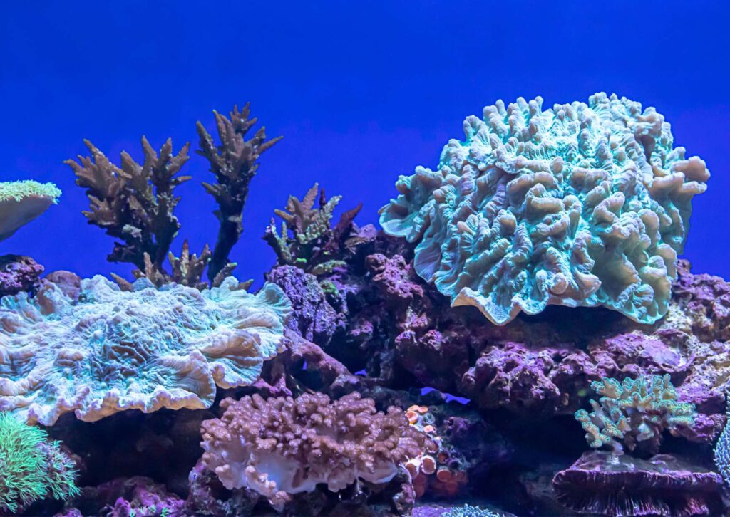 Marine Biology Overview