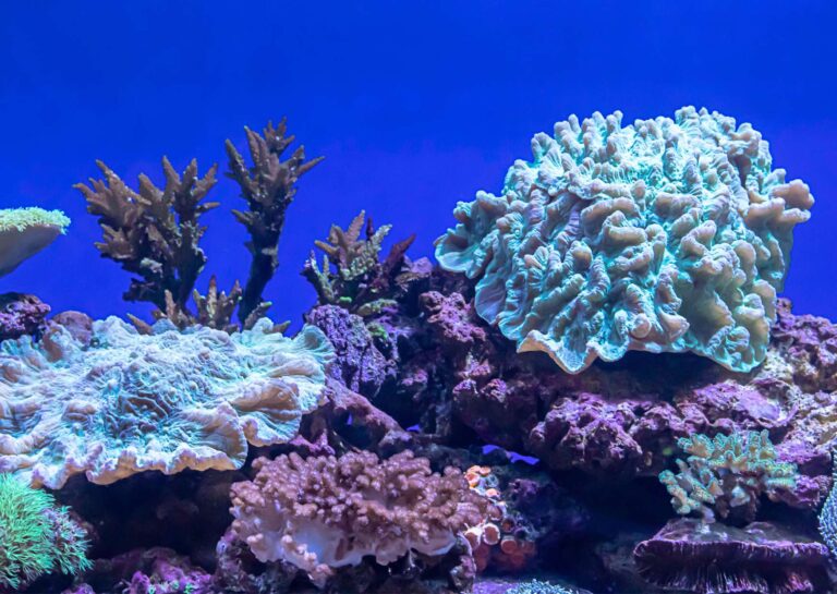 Marine Biology Overview