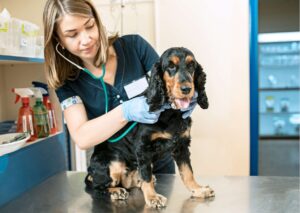 Canine Connection Expertise