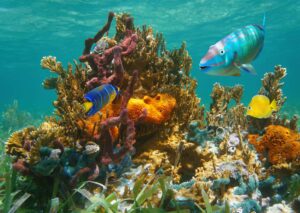 Essential Marine Biology Principles