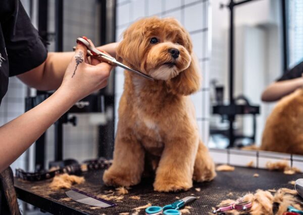 Dog Grooming Fundamentals