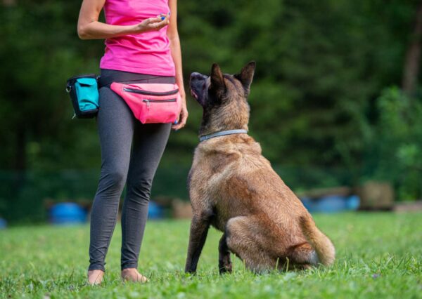 Dog Training Essentials Overview