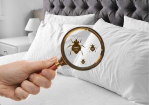 Effective Bed Bug Control Strategies