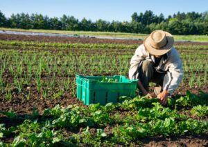 Farming Diploma Program