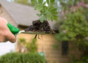 Green Thumb Gardening