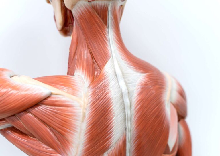 Online Anatomy and Physiology