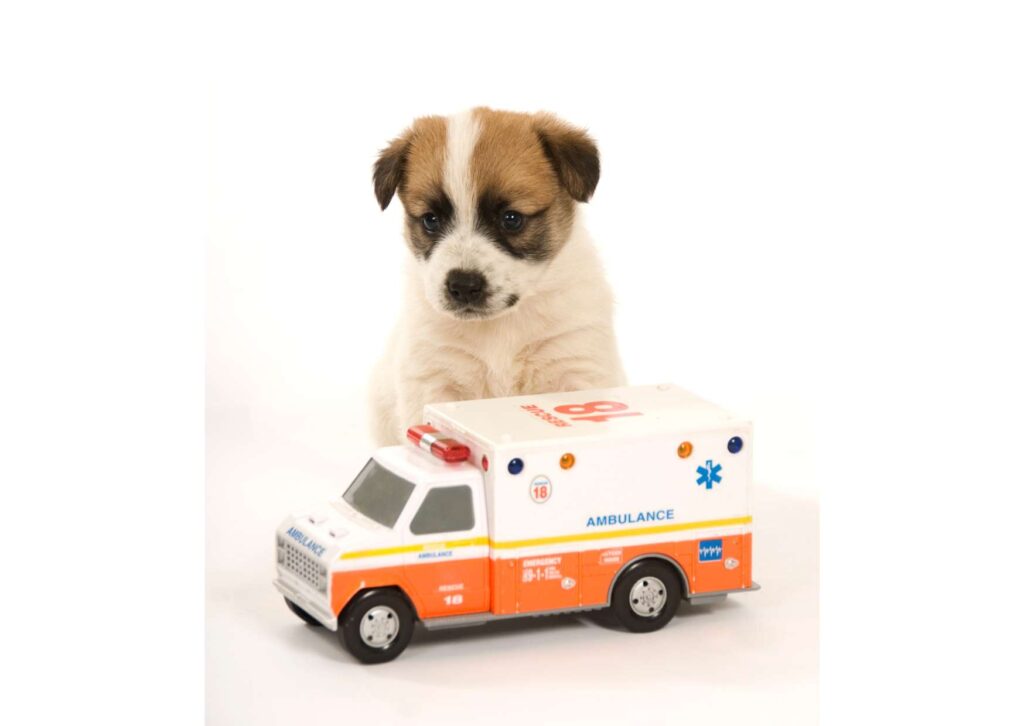 Pet Emergency Care Training