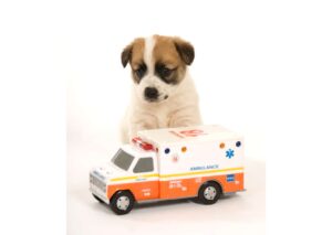 Pet Emergency Care Training